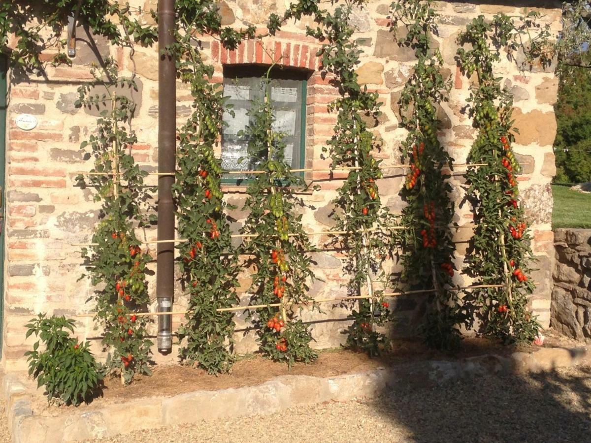 הוילה Casole dʼElsa Agriturismo Erta מראה חיצוני תמונה